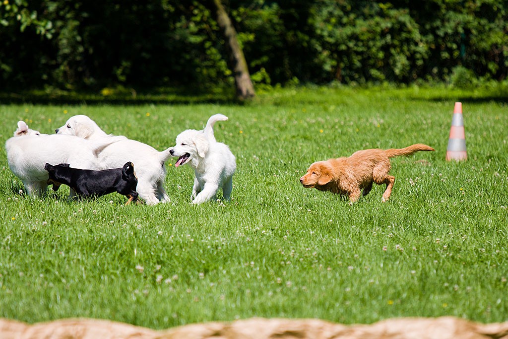 Edison jagt drei Golden und den Terriermischling