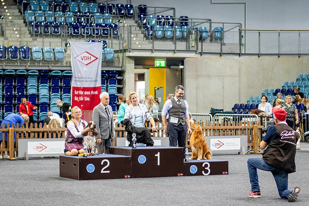 Edison sitzt auf dem Treppchen für den dritten Platz, Platz 1 geht an den American Cocker Spaniel, Platz 2 an den English Springer Spaniel