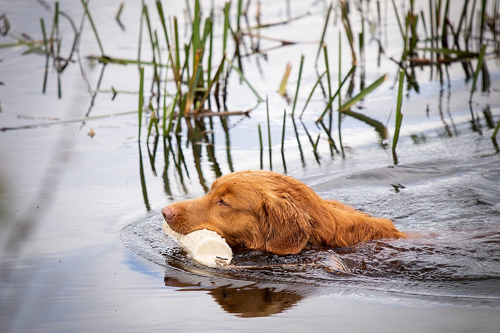 Edison schwimmt mit dem weißen Wasserdummy im Fang auf dem Wasser