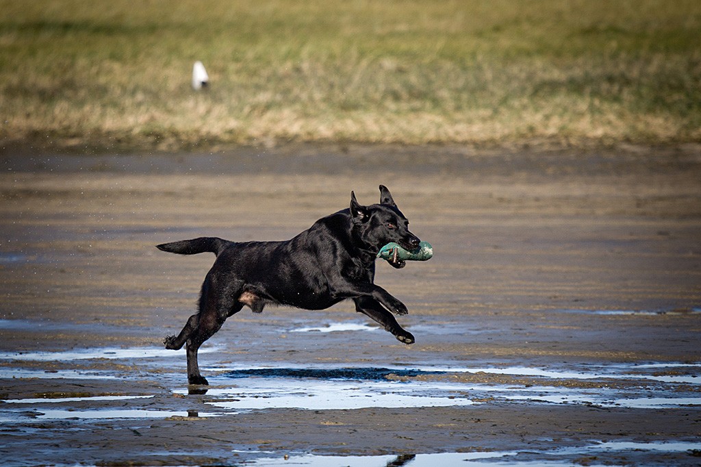 Labrador Retriever Enyo sprintet mit Dummy im Fang übers Wattenmeer