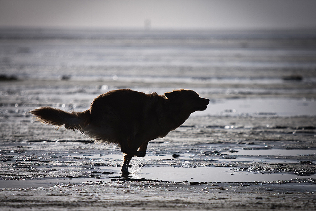 Toller-Dame Frieda fliegt übers Wattenmeer und hat dabei nur einen Fuß am Boden