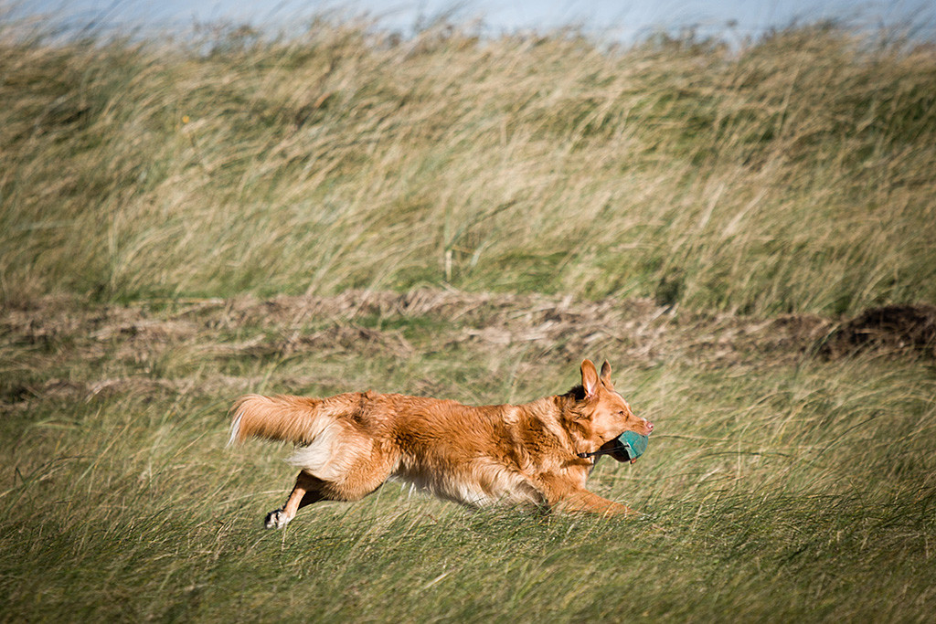 Toller-Dame Frieda fliegt mit Dummy im Fang durchs hohe Gras