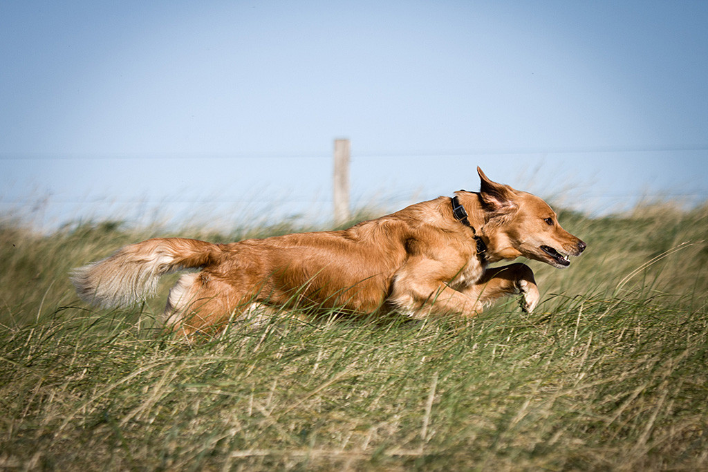 Golden Retriever Mia fliegt förmlich durchs hohe Gras