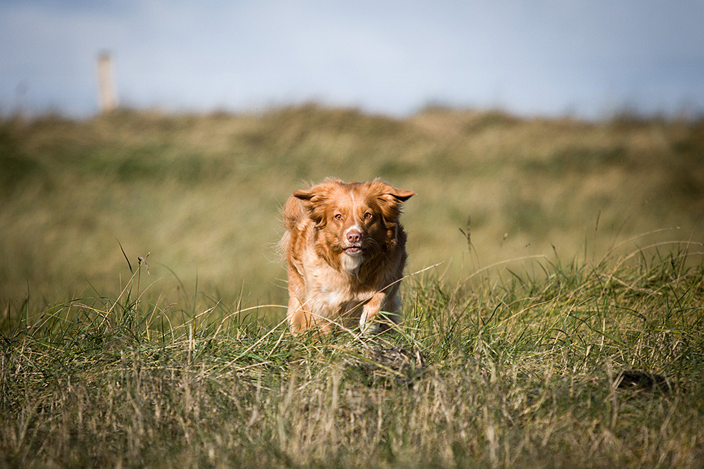 Toller-Dame Frieda läuft durchs hohe Gras frontal auf die Kamera zu