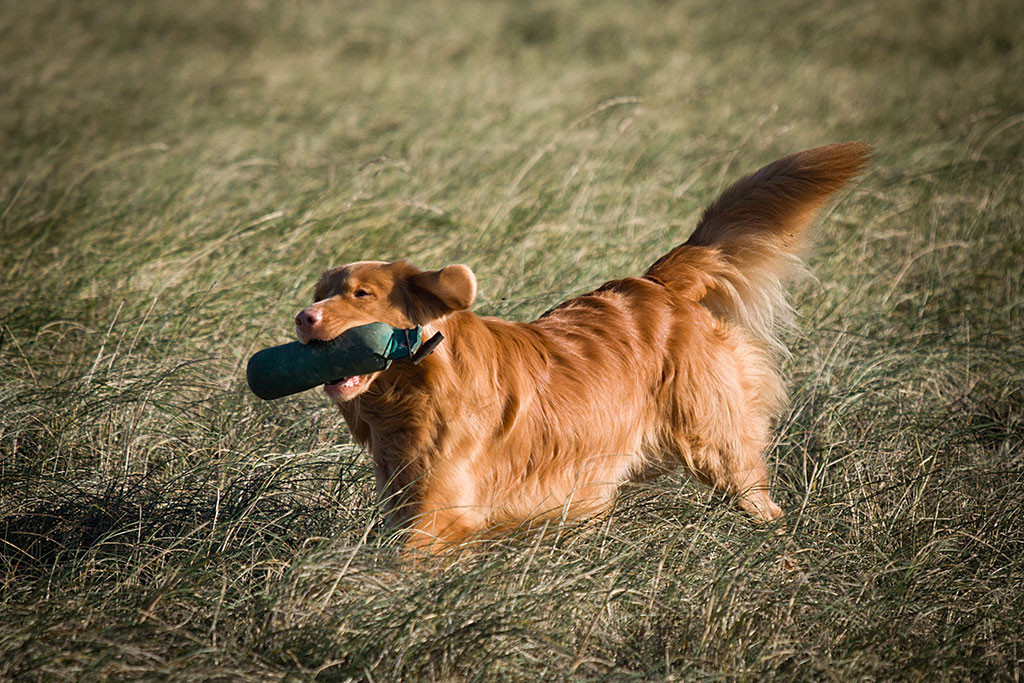 Edison rennt mit Dummy im Fang durchs hohe Gras