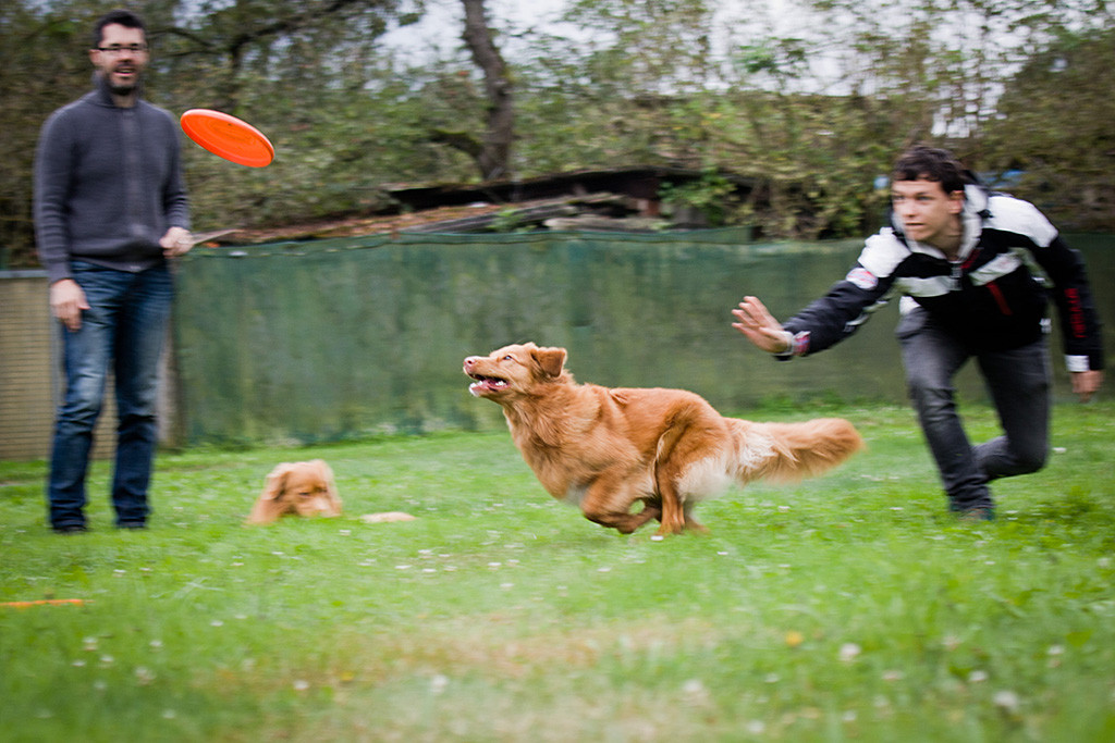 Ivalu verfolgt eine von Stefan geworfenen Frisbee, Edison und Stephan schauen von hinten zu