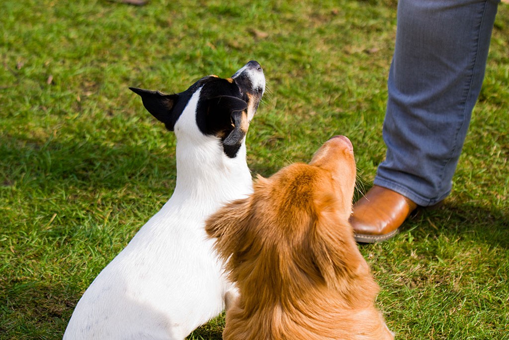 Edison und Oreo sitzen vor Julia und schauen sie ganz gespannt an