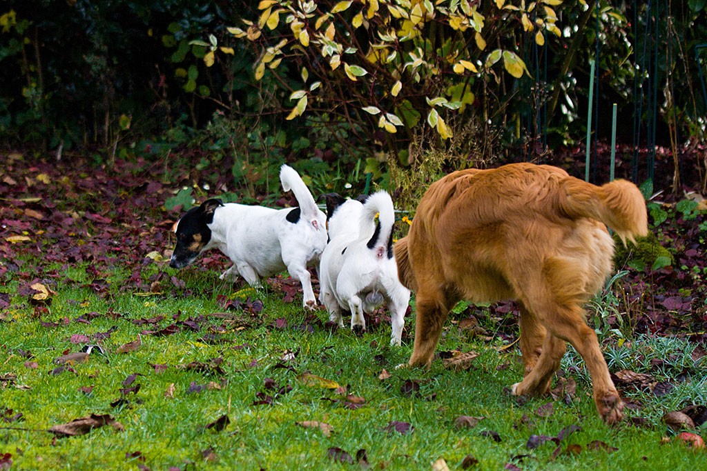 Oreo, Nelli und Edison streifen Nase am Po durch den Garten