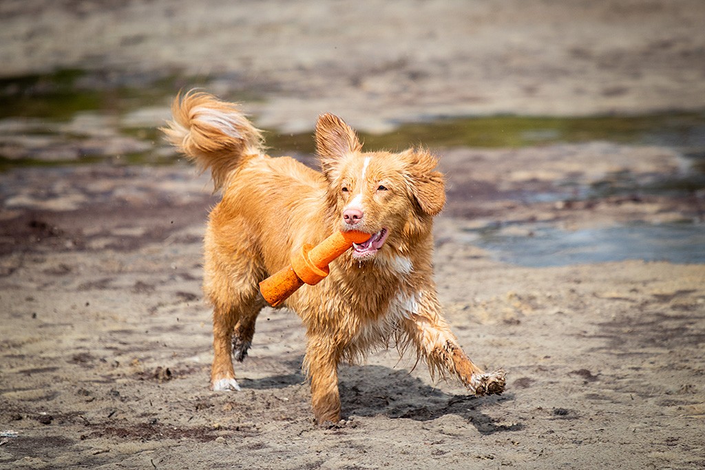 Keet trägt freudig das orangene Apportel über den Sand am Wasser