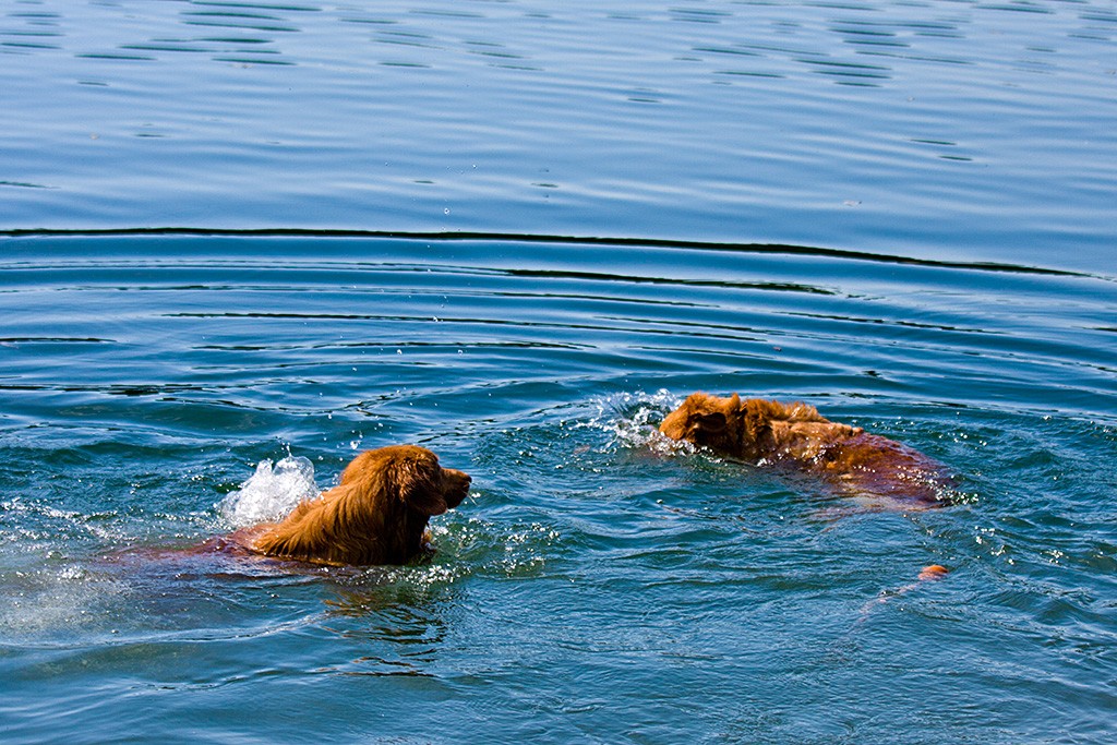 Edison und Frieda sammeln ihr Spielzeug im Wasser ein