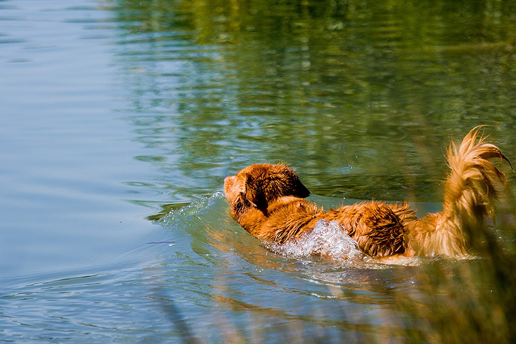 Frieda beim Einstieg ins Wasser