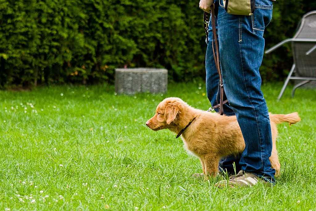 Edison steht zwischen den Beinen von Stephan und blickt fokussiert nach von