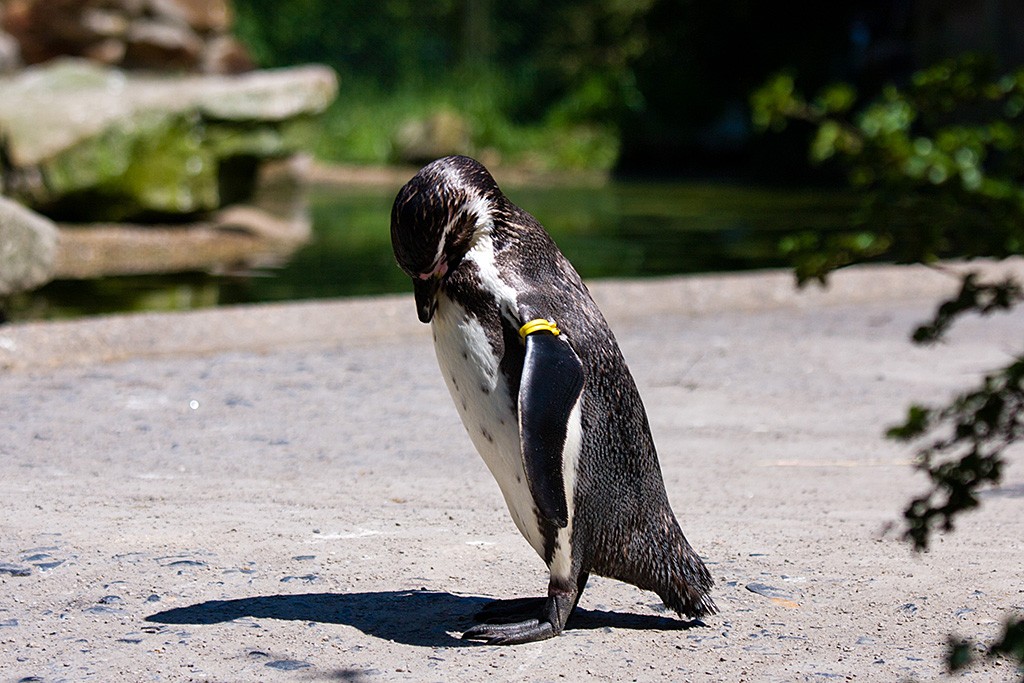 Pinguin, der nach unten schaut