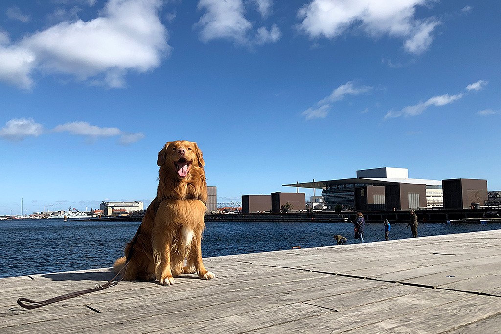 Edison sitzt lächelnd vor dem Wasser am Nyhavn, im Hintergrund ist das Opernhaus zu sehen