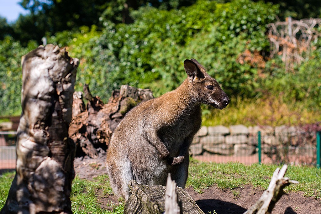 ein sitzendes Känguru