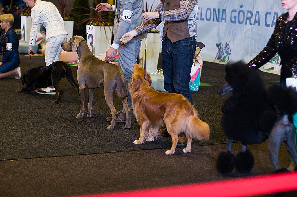 Edison steht zwischen Weimaraner und Königspudel bei der Wahl zum Best-in-Show-Hund