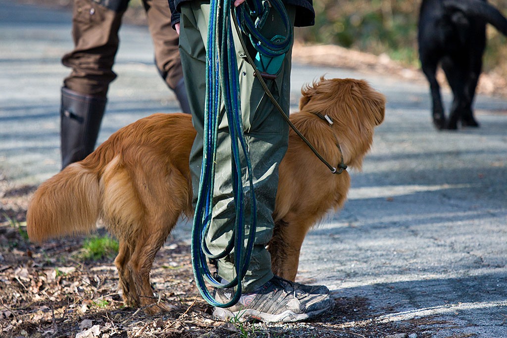 Edison steht neben mir an der Schleppleine während andere Hunde vorbeilaufen