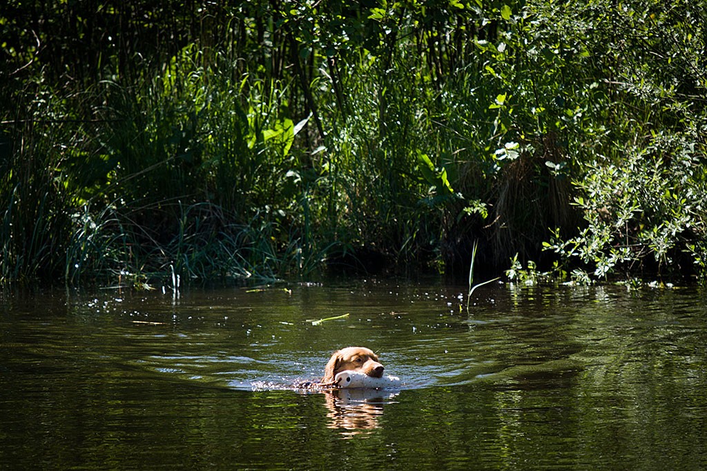 Edison schwimmt mit einem Dummy im Fang durch den See zurück zu Stephan